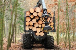 Budget carbone de la France : les forêts peinent à jouer leur rôle